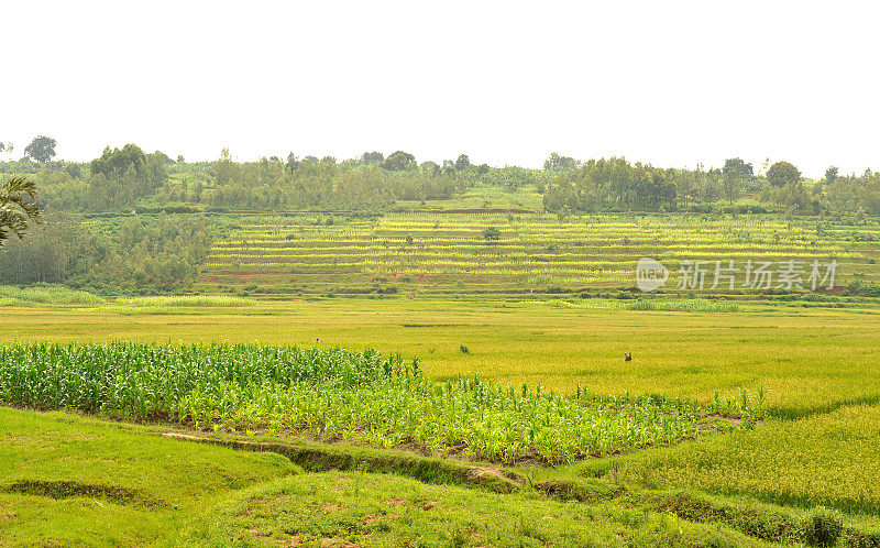 靠近Butare (Huye)的卢旺达农村